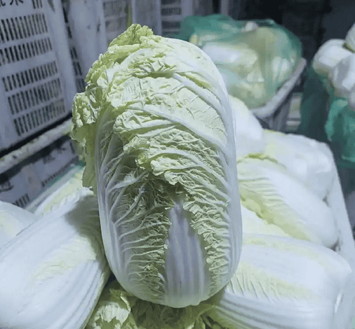 娃娃菜